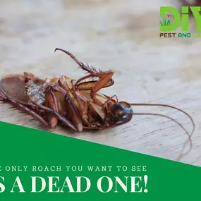 Bild von DIY Pest and Lawn