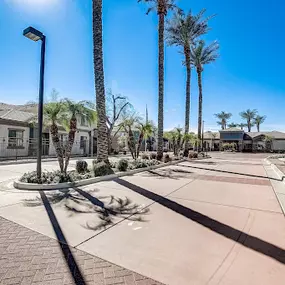 Bild von Adiamo Palm Valley