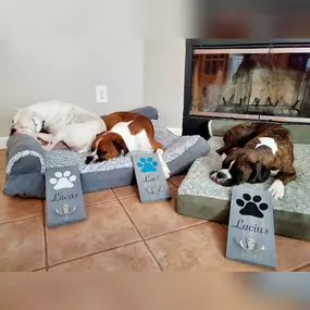 Dog boarding at Williamsburg Pet Hotel