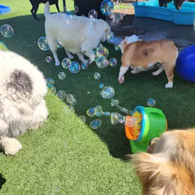 Dog Daycamp at Williamsburg Pet Hotel
