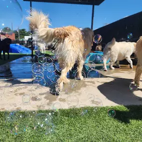Dog swimming pool at Williamsburg Pet Hotel