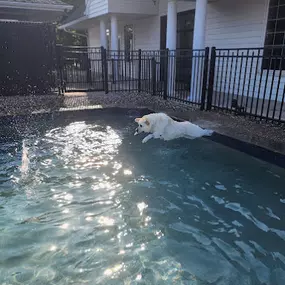 Dog swimming pool at Williamsburg Pet Hotel