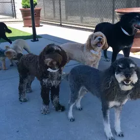 Daycamp at Williamsburg Pet Hotel