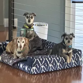 Funtime at Williamsburg Pet Hotel