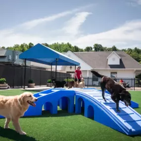 daycamp-at Williamsburg Pet Hotel