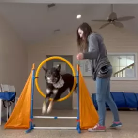 Dog playtime at Williamsburg Pet Hotel