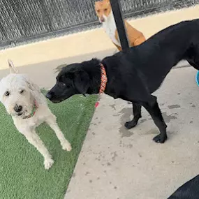 Dog Daycamp at Williamsburg Pet Hotel