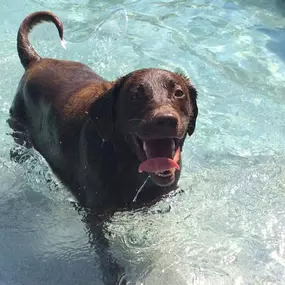 Dog swimming pool at Williamsburg Pet Hotel