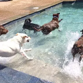 Dog swimming pool at Williamsburg Pet Hotel