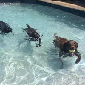 Dog swimming pool at Williamsburg Pet Hotel