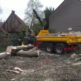 Vellen van een boom in Borne