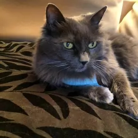 Gato_Cevemir.jpg