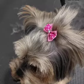 Perrito_Cevemir.jpg