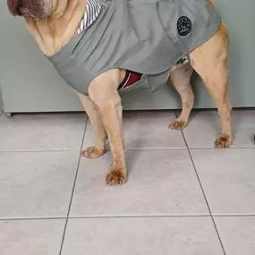 Sharpei_Cevemir.jpg
