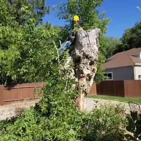 Worker wearing a yellow helmet sitting on a large tree stump.