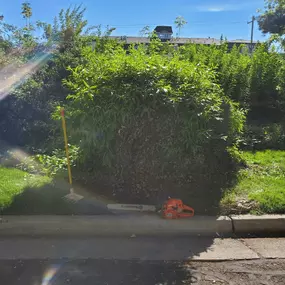 Green bush with rake and chainsaw lying on the ground nearby.
