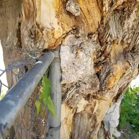 Tree trunk with wasp nest and metal fence partially covering view.