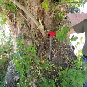 Person wearing gloves points at pipe embedded in tree trunk.