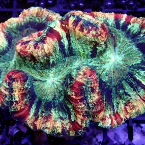 Bild von Fischgeflüster