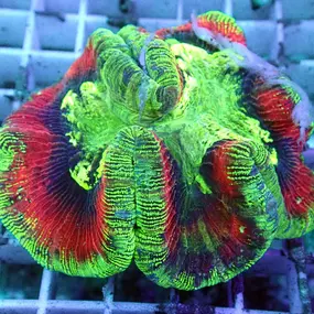 Bild von Fischgeflüster