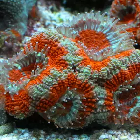 Bild von Fischgeflüster