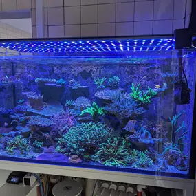 Bild von Fischgeflüster