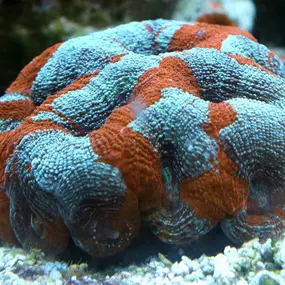 Bild von Fischgeflüster
