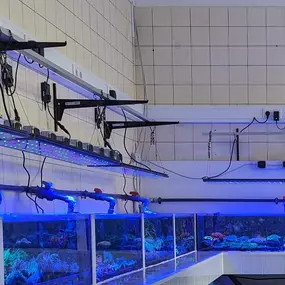 Bild von Fischgeflüster