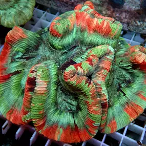 Bild von Fischgeflüster