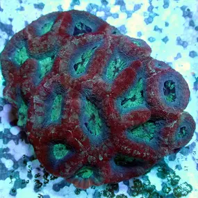 Bild von Fischgeflüster