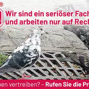 Bild von ATOX Schädlingsbekämpfungsfachbetrieb