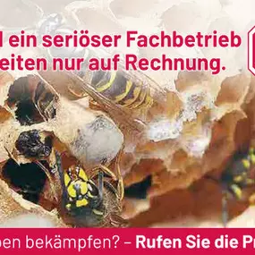 Bild von ATOX Schädlingsbekämpfungsfachbetrieb