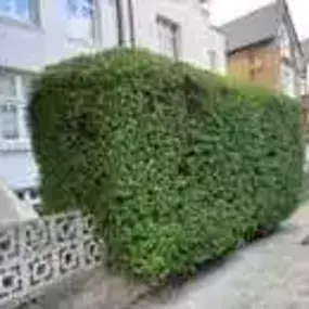 Bild von Professional Gardening Services