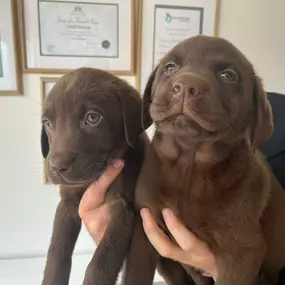 Bild von Lynsted Labs Ltd. - Labrador Breeder Kent Yellow Black Fox Red Chocolate