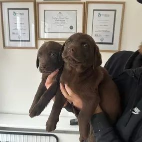 Bild von Lynsted Labs Ltd. - Labrador Breeder Kent Yellow Black Fox Red Chocolate