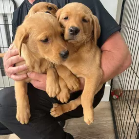 Bild von Lynsted Labs Ltd. - Labrador Breeder Kent Yellow Black Fox Red Chocolate