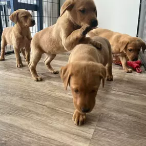Bild von Lynsted Labs Ltd. - Labrador Breeder Kent Yellow Black Fox Red Chocolate