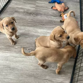 Bild von Lynsted Labs Ltd. - Labrador Breeder Kent Yellow Black Fox Red Chocolate