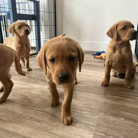 Bild von Lynsted Labs Ltd. - Labrador Breeder Kent Yellow Black Fox Red Chocolate
