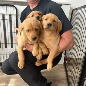Bild von Lynsted Labs Ltd. - Labrador Breeder Kent Yellow Black Fox Red Chocolate