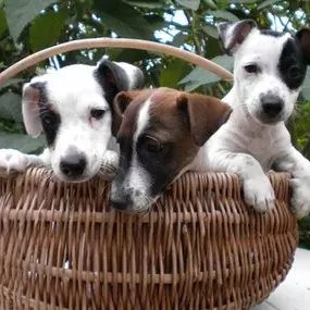 Bild von ENJOY-DOG