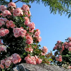 Bild von Matter Garten AG