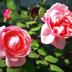 Bild von Matter Garten AG
