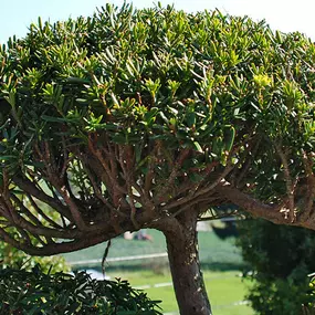 Bild von Matter Garten AG