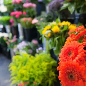 Bild von PS Blumen Inh. Petra Schleßelmann