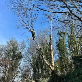 Bild von South Wales Tree Services