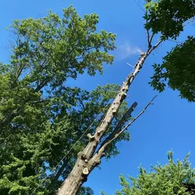 Bild von Custom Tree, LLC