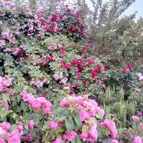 Bild von Gartengestaltung von Schlichting