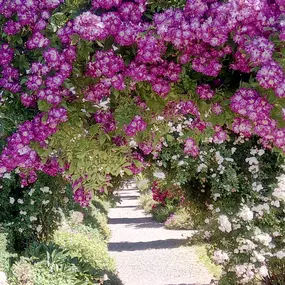 Bild von Gartengestaltung von Schlichting