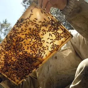 Bild von Llangattock Apiaries